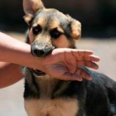 El Mejor Bufete Jurídico de Abogados en Español Especializados en Lesiones por Mordidas de Perro o Mascotas en East Los Angeles California