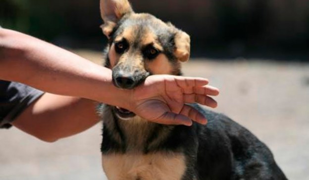 El Mejor Bufete Jurídico de Abogados en Español Especializados en Lesiones por Mordidas de Perro o Mascotas en East Los Angeles California